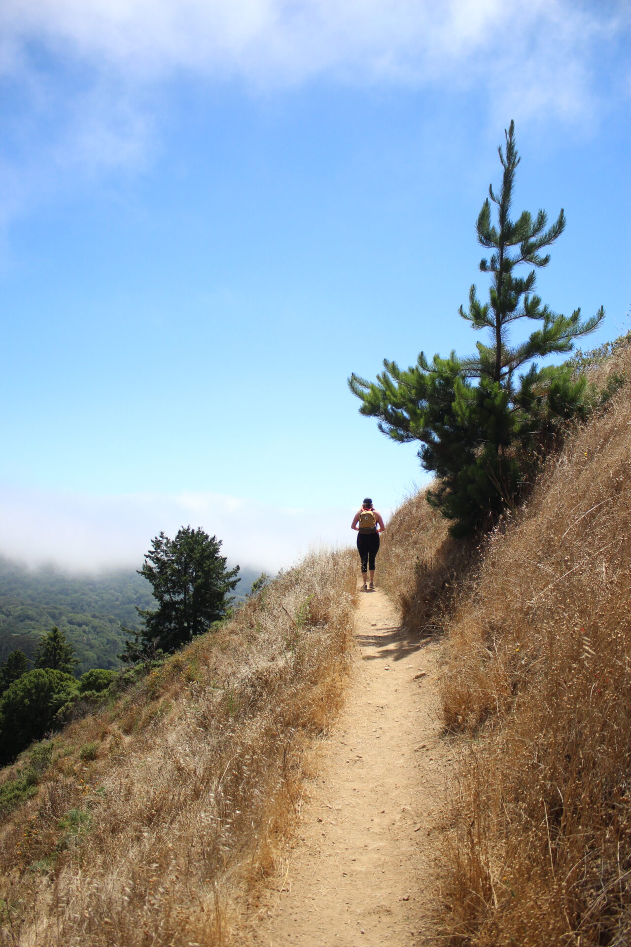 Muir woods trail with blue sky and woman walking ahead